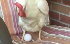 Chicken Laying Egg On A Chair