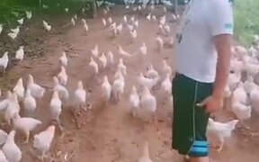 Man Leading A Chicken Army - Animals - VIDEOTIME.COM