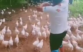 Man Leading A Chicken Army - Animals - VIDEOTIME.COM