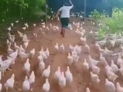 Man Leading A Chicken Army