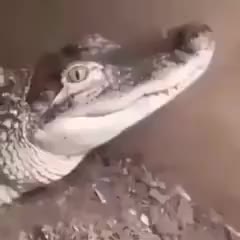 When A Dog's Spirit Enters Into A Crocodile