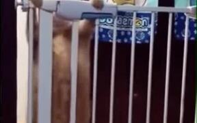 Struggle Of A Poor Fat Cat - Animals - VIDEOTIME.COM