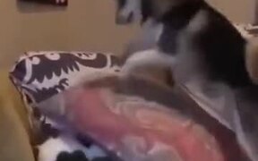 When Husky Wants To Play With The Cat - Animals - VIDEOTIME.COM
