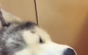 Husky Doing Pity Act For Food - Animals - VIDEOTIME.COM