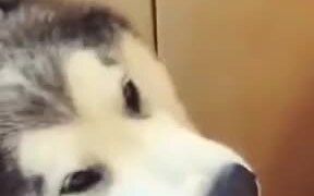 Husky Doing Pity Act For Food