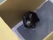 Just A Chonky Loud Kitten