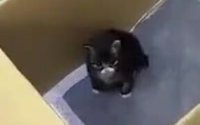Just A Chonky Loud Kitten - Animals - VIDEOTIME.COM