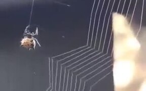 How Spiders Weave Their Nest