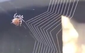 How Spiders Weave Their Nest