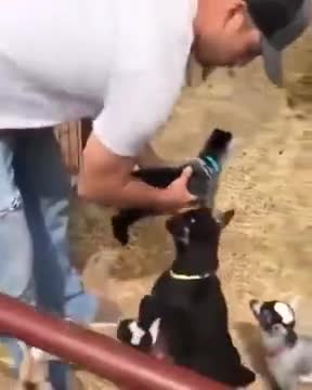 Goats Waiting For Turns To Get A Human Hug