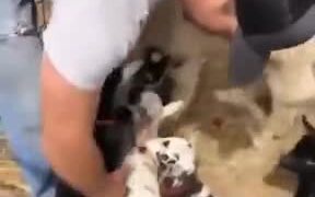 Goats Waiting For Turns To Get A Human Hug - Animals - VIDEOTIME.COM
