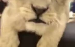 A Lion Cub Talking With A Human - Animals - VIDEOTIME.COM