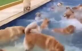 Golden Retriever Pool Party - Animals - VIDEOTIME.COM