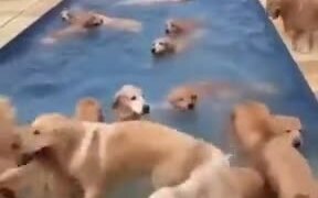 Golden Retriever Pool Party - Animals - VIDEOTIME.COM