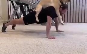 A Dog As An Exercise Partner - Animals - VIDEOTIME.COM