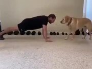 A Dog As An Exercise Partner
