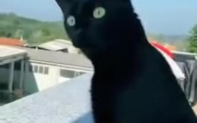 Cat Eagerly Listening To Screaming Neighbor - Animals - VIDEOTIME.COM