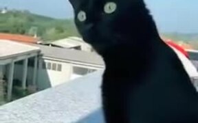 Cat Eagerly Listening To Screaming Neighbor - Animals - VIDEOTIME.COM
