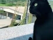 Cat Eagerly Listening To Screaming Neighbor