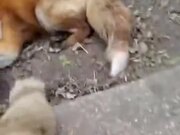 Two Adorable Laughing Fox