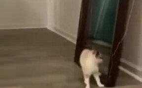 A Catfighting Itself - Animals - VIDEOTIME.COM