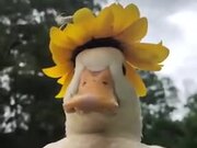 A Duck Wearing A Special Hat