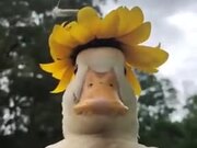 A Duck Wearing A Special Hat