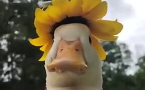 A Duck Wearing A Special Hat - Animals - VIDEOTIME.COM