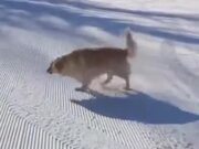 Ever Seen A Dog Sledding Video?