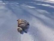 Ever Seen A Dog Sledding Video?