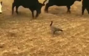 The Bravest Duck In The World - Animals - VIDEOTIME.COM