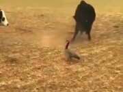 The Bravest Duck In The World