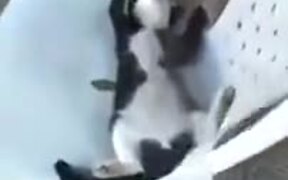 Cat Hilariously Sleeping On A Chair - Animals - VIDEOTIME.COM