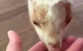 Adorable Baby Goat - Animals - VIDEOTIME.COM