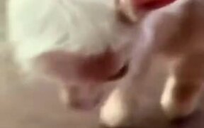 Adorable Baby Goat - Animals - VIDEOTIME.COM