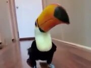 Toucan Doing A Merry Tippy Tap