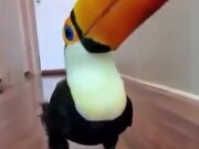 Toucan Doing A Merry Tippy Tap