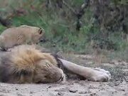 Lion Cub Disturbing Sleeping Father