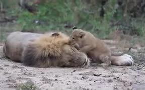 Lion Cub Disturbing Sleeping Father