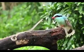 Nature's Fittest of Survival - Animals - VIDEOTIME.COM