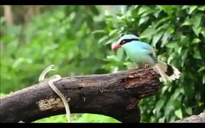 Nature's Fittest of Survival - Animals - VIDEOTIME.COM