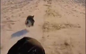 A Small Dog Faster Than You Imagine - Animals - VIDEOTIME.COM