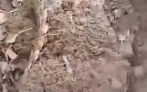 An Armadillo Looks Like A Baby Corpse - Animals - VIDEOTIME.COM