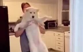 Dog Does Not Want To Take A Shower - Animals - VIDEOTIME.COM
