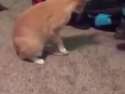 Cat Accidentally Steps On Its Own Tail