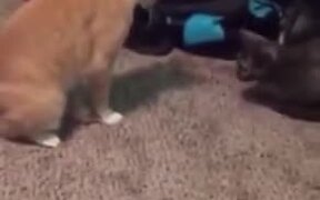 Cat Accidentally Steps On Its Own Tail - Animals - VIDEOTIME.COM