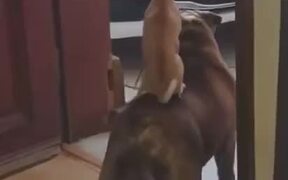 When Your Dogs Watch Hakuna Matata - Animals - VIDEOTIME.COM