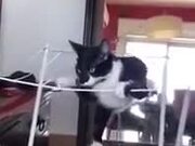 Hilarious Fall Of A Cat