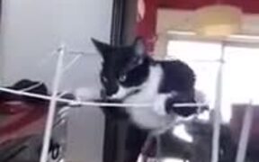 Hilarious Fall Of A Cat - Animals - VIDEOTIME.COM