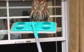 Most Intense Owl Situation - Animals - VIDEOTIME.COM